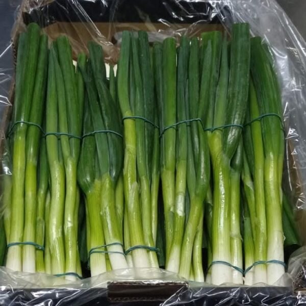 WhatsApp Image 2024 08 19 at 10 17 10 PM 1 600x600