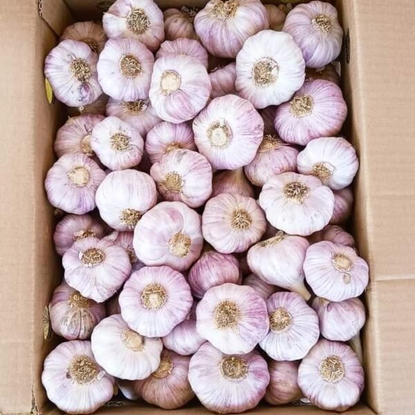 WhatsApp Image 2024 08 19 at 10 17 12 PM 1 600x600